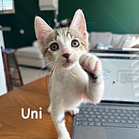 adopt a pet