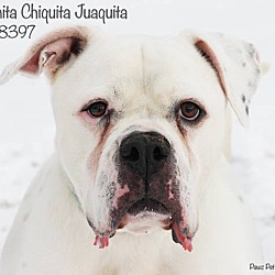 Thumbnail photo of Juanita Chiquita #1