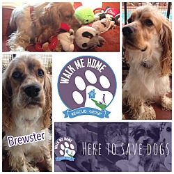 Thumbnail photo of Brewster #1