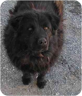 Newfie sales chow mix