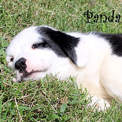 Thumbnail photo of Panda~adopted! #3