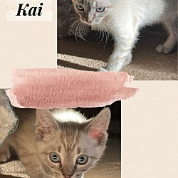 Photo of Kai