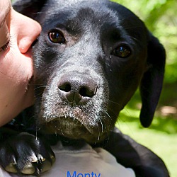 Photo of Monty ~ meet me!