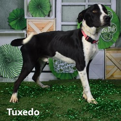 Thumbnail photo of Tuxedo #1