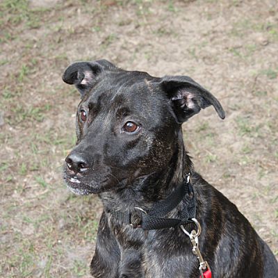 Zephyrhills Fl Labrador Retriever Meet Hurley A Pet For Adoption
