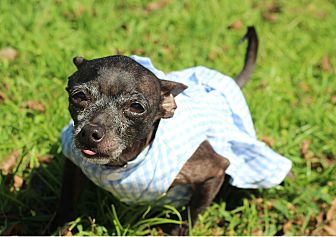 Wilmington Nc Chihuahua Meet A364827 A Pet For Adoption