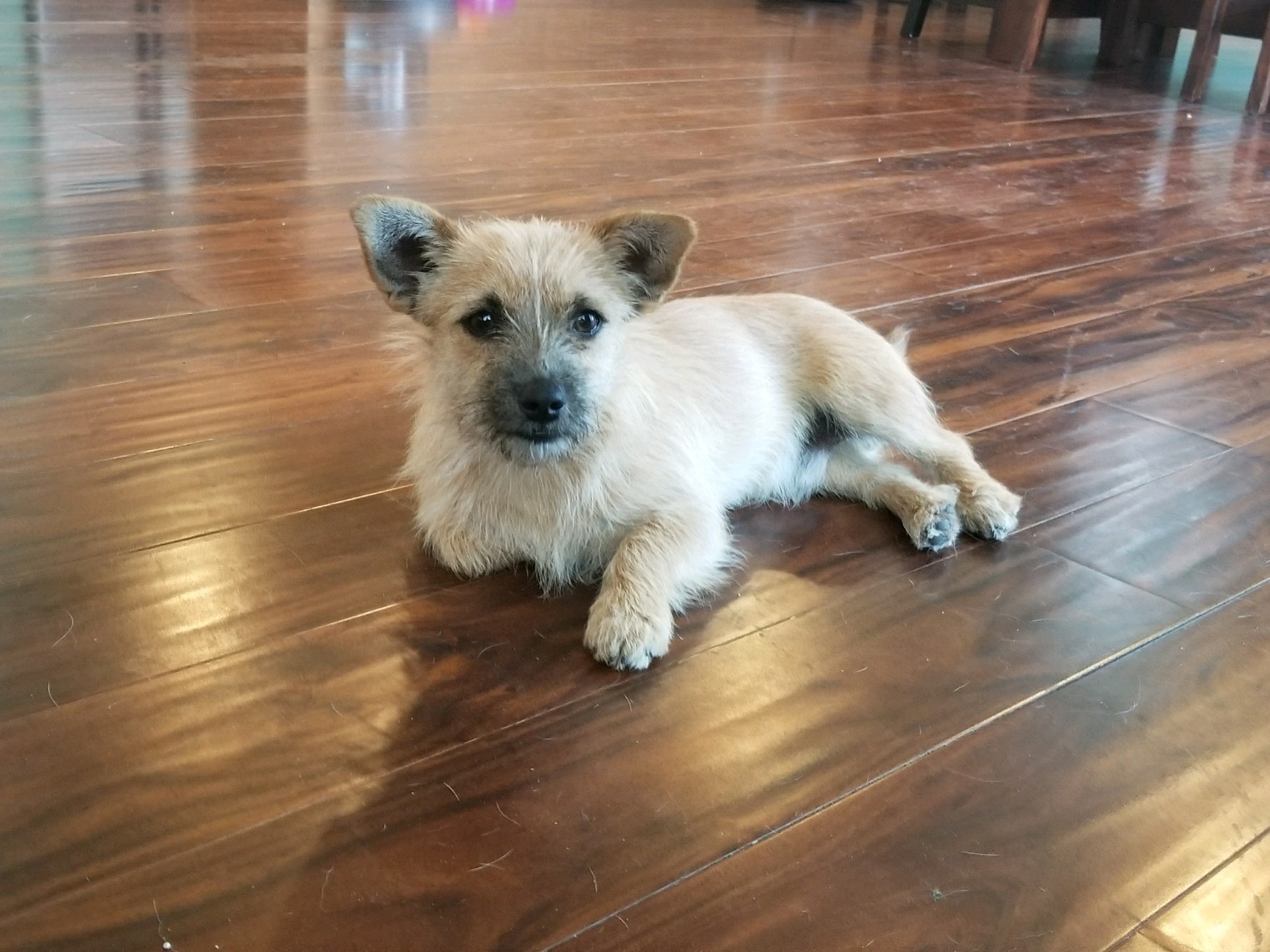 Fort Collins, CO - Cairn Terrier. Meet Bob a Dog for Adoption. | Cairn Terrier Puppies Colorado Area
Fort Collins, CO - Cairn Terrier. Meet Bob a Dog for Adoption. | Cairn Terrier Puppies Colorado Area