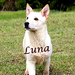 Thumbnail photo of Luna~adopted! #1