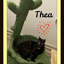 Photo of Thea