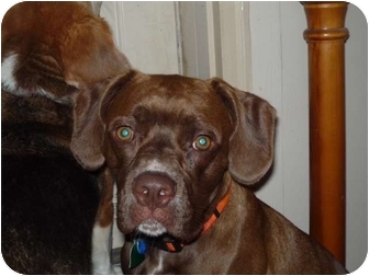 german shorthair boxer mix