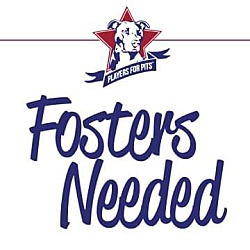 Photo of You can be a foster!