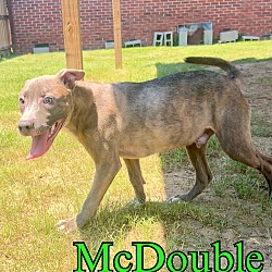 Thumbnail photo of McDouble #1