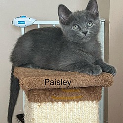 Thumbnail photo of Paisley #1