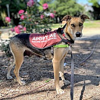adopt a pet