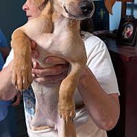 adopt a pet