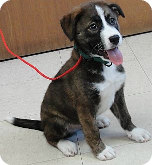 Brindle St Bernard Goldenacresdogs Com