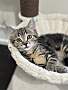 CODY (BONDED TO COLBY) - Domestic Shorthair available for adoption