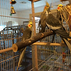 Thumbnail photo of Flock of 4 Cockatiels #1