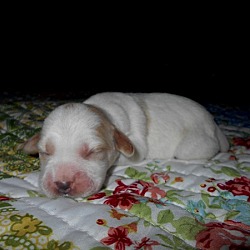 Thumbnail photo of Puppy Number One-Adopted! #2