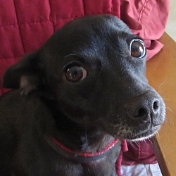 Thumbnail photo of Dolly-Adopted #2
