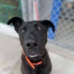 Holmes County Dog Warden’s Department and Adoption Center in