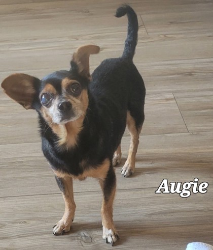 Photo of Augie #5