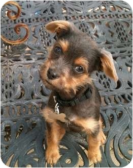 schnauzer and chihuahua mix puppies