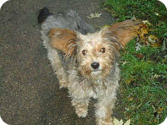 great dane and yorkie mix