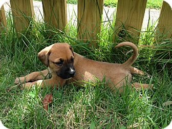 Boxer Mastiff Mix Puppies For Sale In Texas