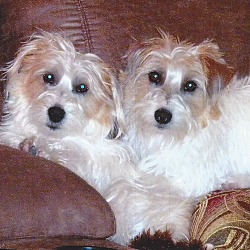 Photo of Teddy and Cujo