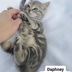 Photo of KITTEN ~ DAPHNEY