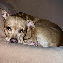 Thumbnail photo of Brooklyn -“GOOD as GOLD” *URGT* NEEDS IMMED FOSTER #3