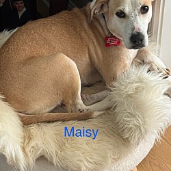 Thumbnail photo of Maisy ( number 32) Talbot #3