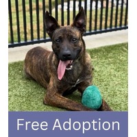 adopt a pet
