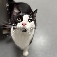 adopt a pet