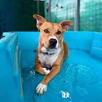 adopt a pet