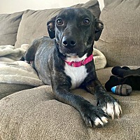 adopt a pet