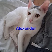 adopt a pet