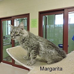 Thumbnail photo of Margarita #2