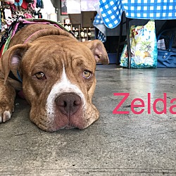 Thumbnail photo of Zelda #1