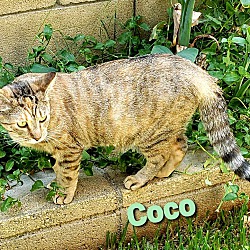 Thumbnail photo of Coco (ADOPTED!) #2
