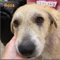 Photo of Rosa