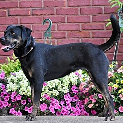 Thumbnail photo of SYBIL #3