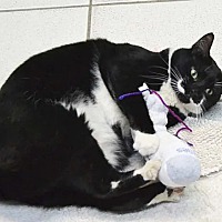 adopt a pet