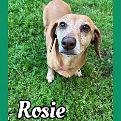 Thumbnail photo of Rosie #4