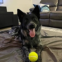 adopt a pet