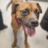 adopt a pet