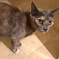 adopt-pet