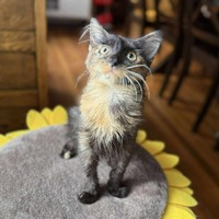 adopt-pet