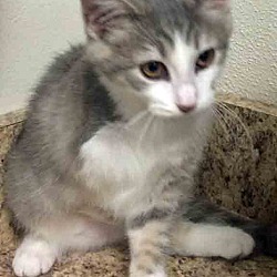 Thumbnail photo of ADOPTED!!!   Ms Piggy #2